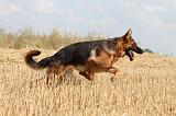 BERGER ALLEMAND 368